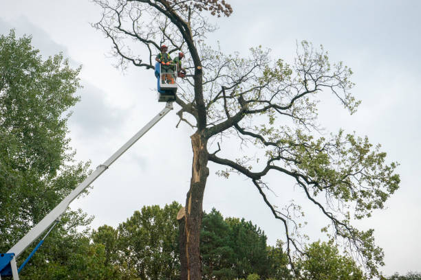 Mulching Services in Fairchance, PA